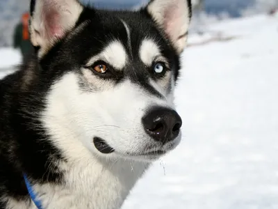 Husky Sibérien aux yeux bleus, debout dans la neige, oreilles dressées