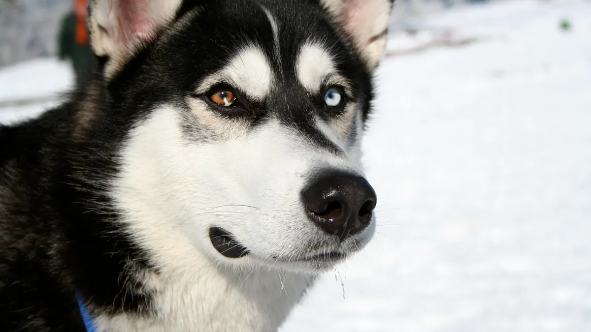 Husky Sibérien aux yeux bleus, debout dans la neige, oreilles dressées