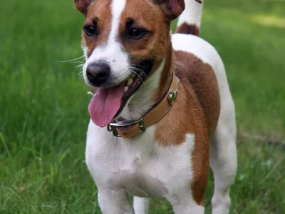 Jack Russell Terrier blanc et fauve, poil ras, en position d'alerte et de course dans un jardin