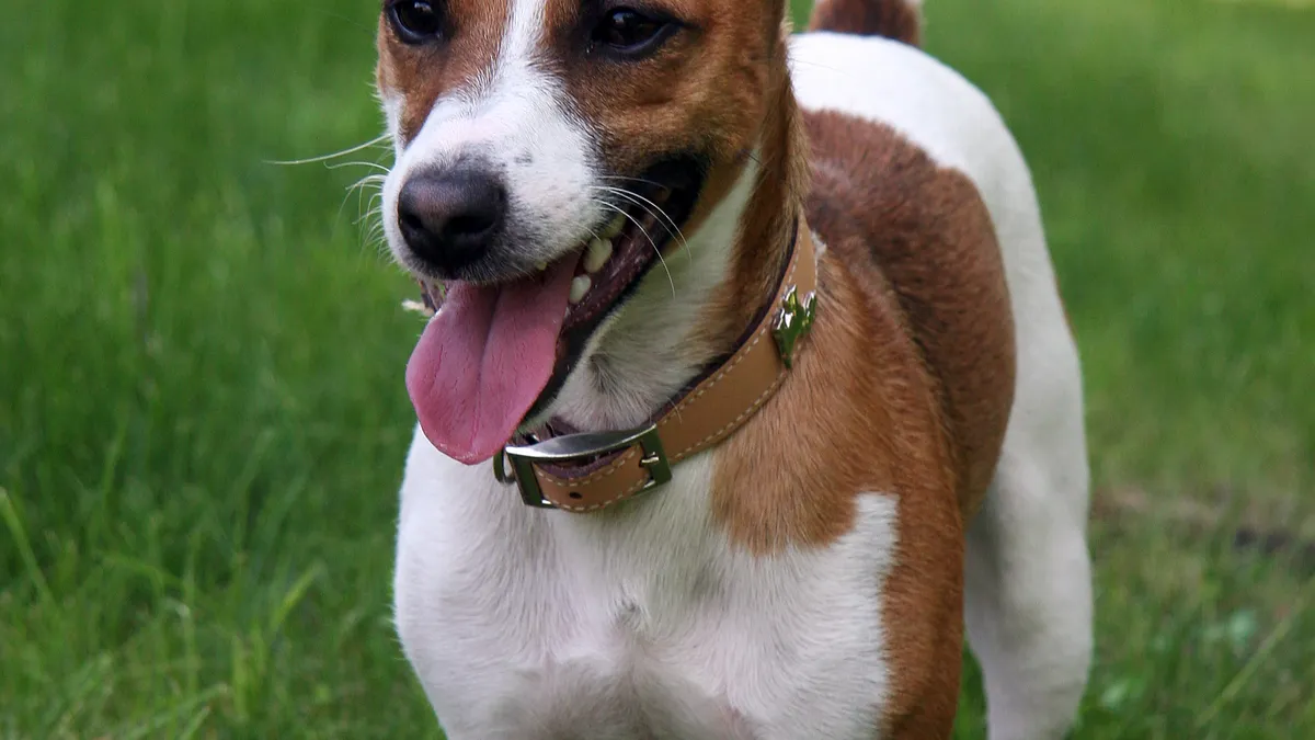 Jack Russell Terrier blanc et fauve, poil ras, en position d'alerte et de course dans un jardin