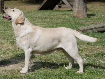 Labrador couleur sable, debout de profil dans un parc