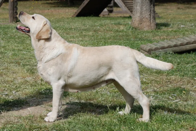 Labrador couleur sable, debout de profil dans un parc
