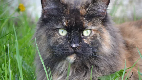Maine Coon tigré roux, portrait rapproché dans l'herbe
