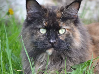 Maine Coon tigré roux, portrait rapproché dans l'herbe