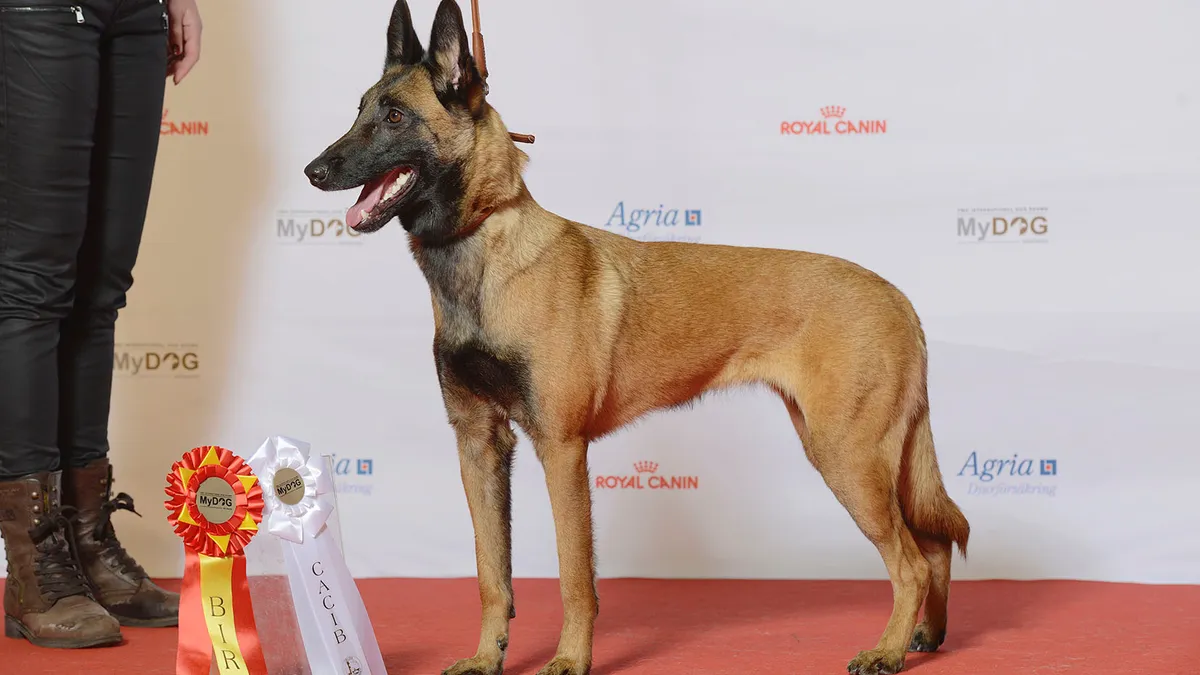 Berger Belge Malinois debout de profil lors d'une exposition canine, robe fauve charbonnée, oreilles dressées