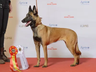 Berger Belge Malinois debout de profil lors d'une exposition canine, robe fauve charbonnée, oreilles dressées