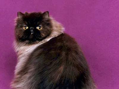 Chat Persan au poil long et dense, face ronde et nez très court, assis, pelage soigneusement brossé