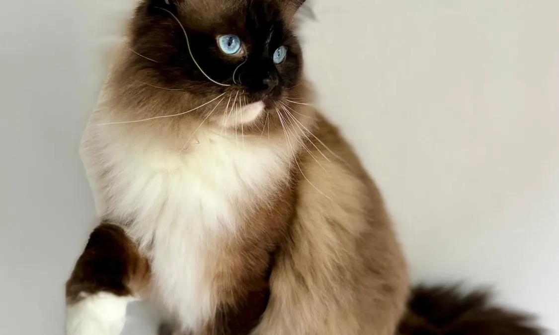 Chat Ragdoll de grande taille, robe colourpoint bicolore, yeux bleus, porté détendu dans les bras d'une personne