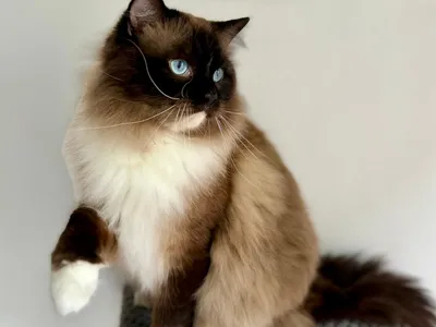 Chat Ragdoll de grande taille, robe colourpoint bicolore, yeux bleus, porté détendu dans les bras d'une personne