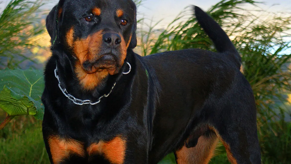 Rottweiler noir et feu, oreilles tombantes, queue non coupée, debout dans l'herbe haute