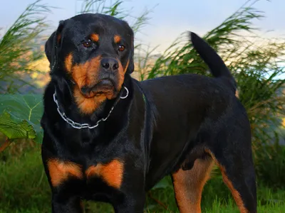 Rottweiler noir et feu, oreilles tombantes, queue non coupée, debout dans l'herbe haute