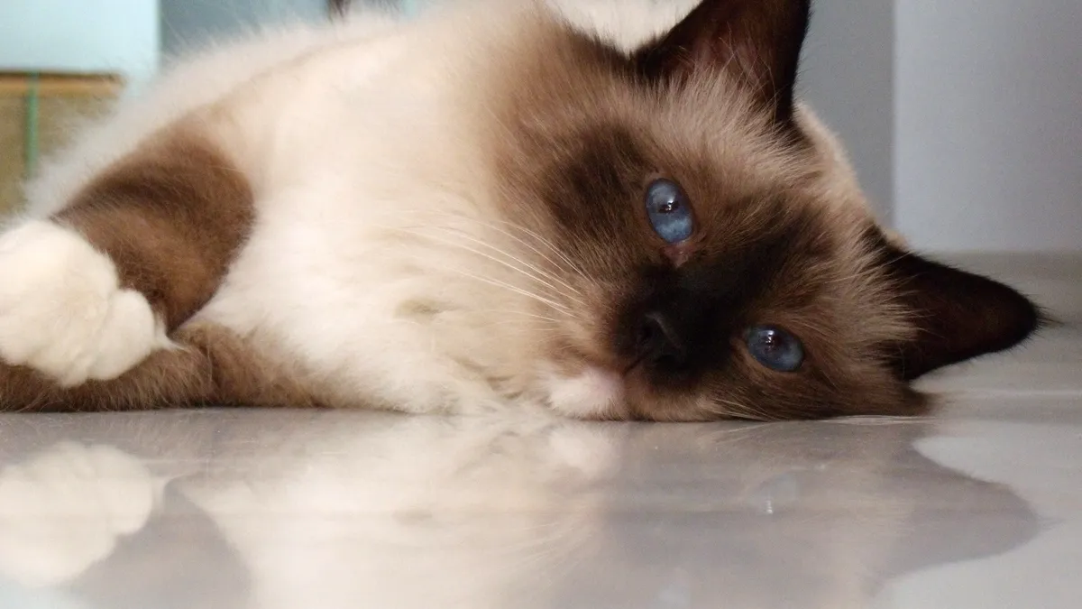 Chat Sacré de Birmanie colourpoint aux yeux bleu saphir, pattes portant des gants blancs symétriques, poil mi-long