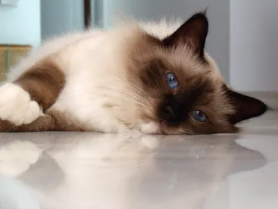 Chat Sacré de Birmanie colourpoint aux yeux bleu saphir, pattes portant des gants blancs symétriques, poil mi-long
