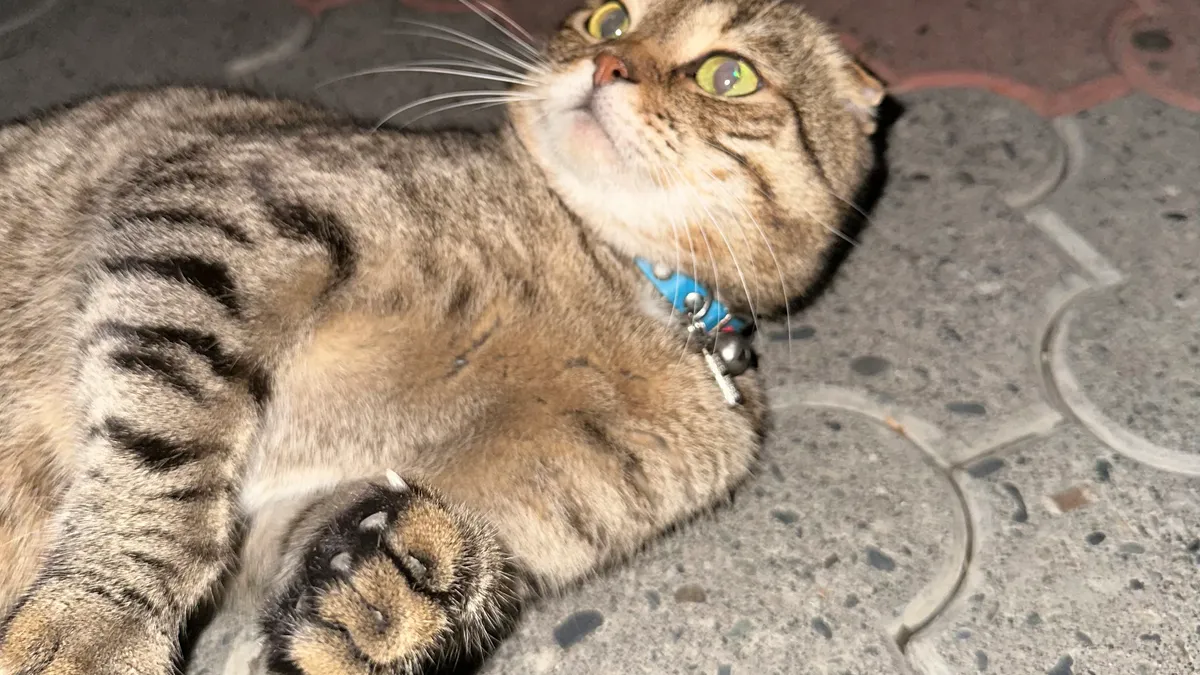 Chat Scottish Fold au pelage tigré, allongé sur le dos, oreilles repliées vers l'avant, moustaches en éventail