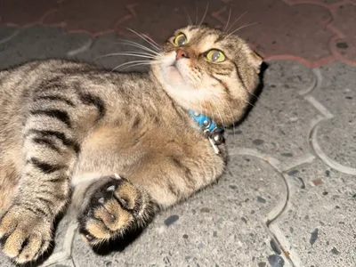 Chat Scottish Fold au pelage tigré, allongé sur le dos, oreilles repliées vers l'avant, moustaches en éventail