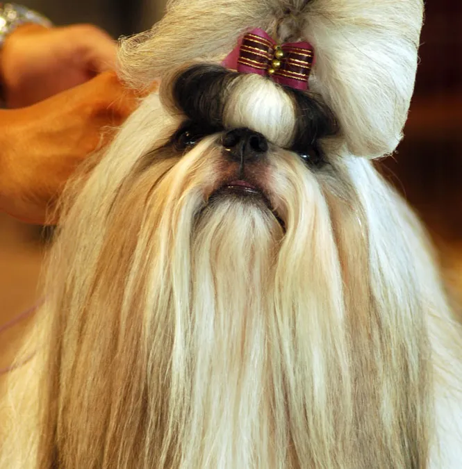 Shih Tzu toiletté pour exposition, long pelage soyeux, chignon retenu par un nœud, gros plan sur le visage