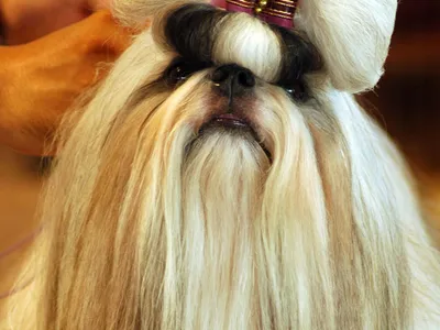 Shih Tzu toiletté pour exposition, long pelage soyeux, chignon retenu par un nœud, gros plan sur le visage