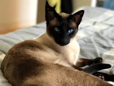 Chat Siamois adulte au corps longiligne, robe colourpoint seal point, yeux bleus, oreilles larges et triangle facial caractéristique