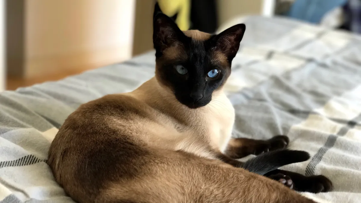 Chat Siamois adulte au corps longiligne, robe colourpoint seal point, yeux bleus, oreilles larges et triangle facial caractéristique
