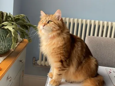 Chat Sibérien au pelage roux tigré long et dense, assis, queue touffue, oreilles frangées