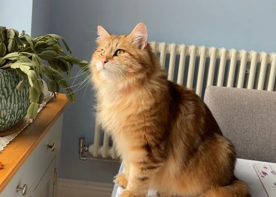 Chat Sibérien au pelage roux tigré long et dense, assis, queue touffue, oreilles frangées