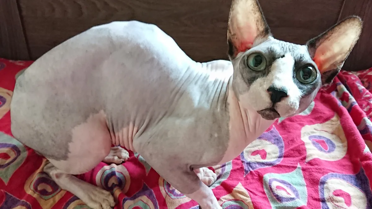 Chat Sphynx sans poil, peau plissée et texturée, grandes oreilles, corps musclé, allongé sur une couverture douce