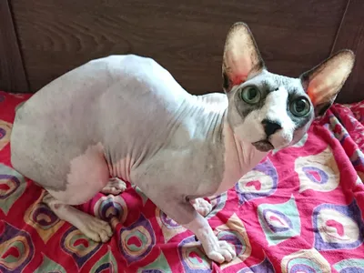 Chat Sphynx sans poil, peau plissée et texturée, grandes oreilles, corps musclé, allongé sur une couverture douce