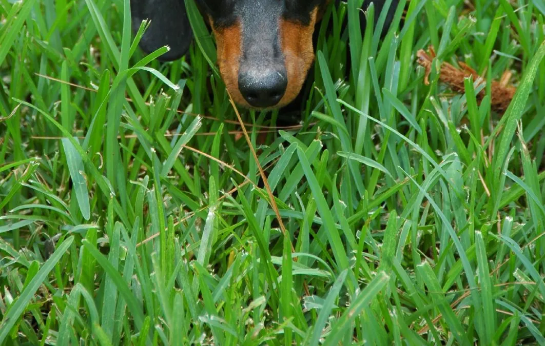 Teckel poil ras noir et feu, corps allongé, tapi dans l'herbe haute, regard attentif