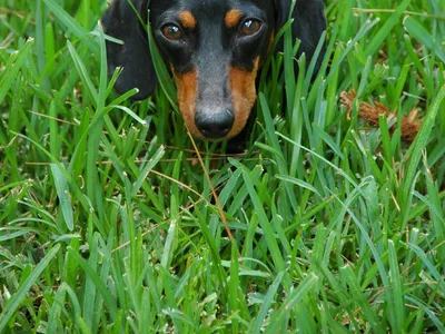 Teckel poil ras noir et feu, corps allongé, tapi dans l'herbe haute, regard attentif
