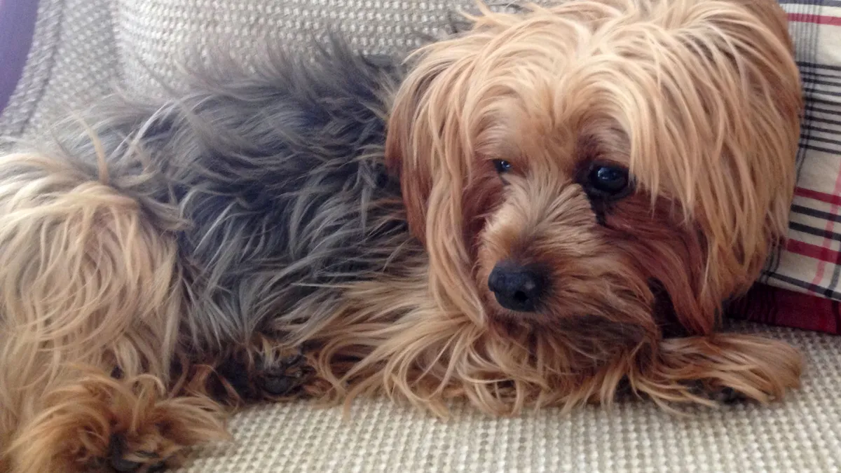 Yorkshire Terrier allongé, long pelage soyeux acier et feu, regard attentif
