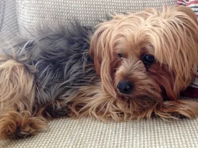 Yorkshire Terrier allongé, long pelage soyeux acier et feu, regard attentif